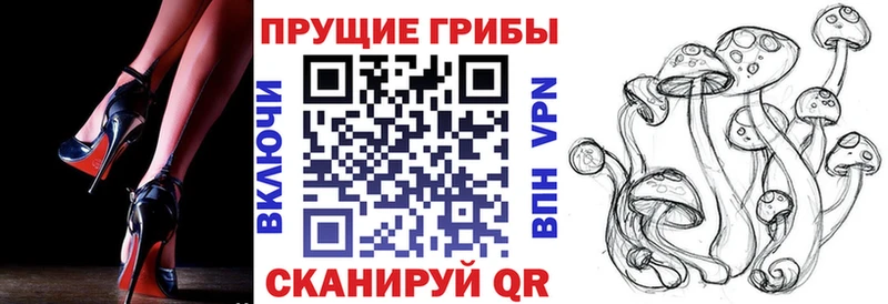 кракен ссылки  Аргун  Галлюциногенные грибы Psilocybe 