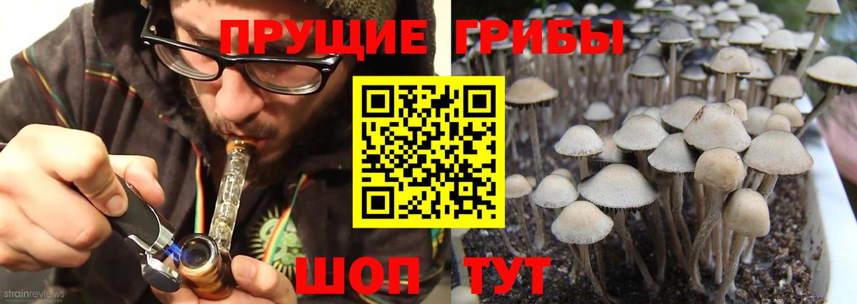 Аргун  Псилоцибиновые грибы GOLDEN TEACHER  Вход с VPN 